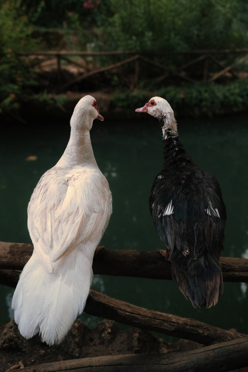 Von Sviatoslav fotografierte Enten